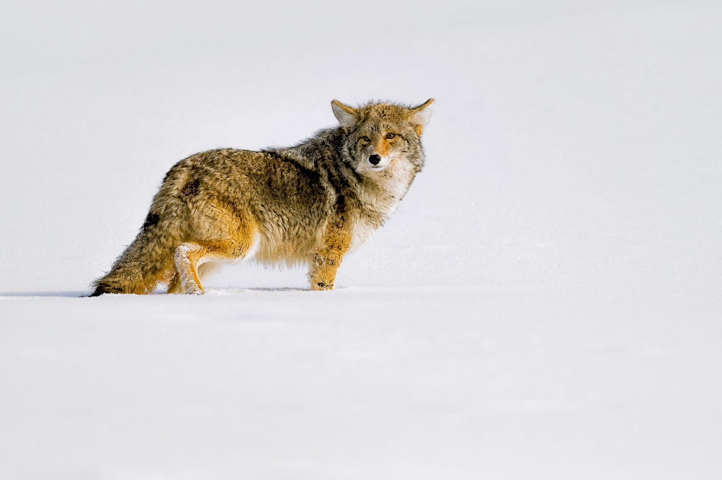 1st PrizeOpen Nature In Class 2 By Lyn Miller For Snow E Coyote MAR-2024.jpg